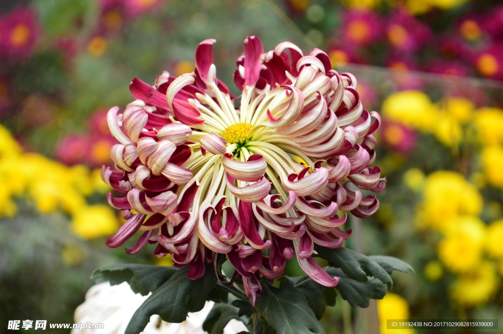菊花