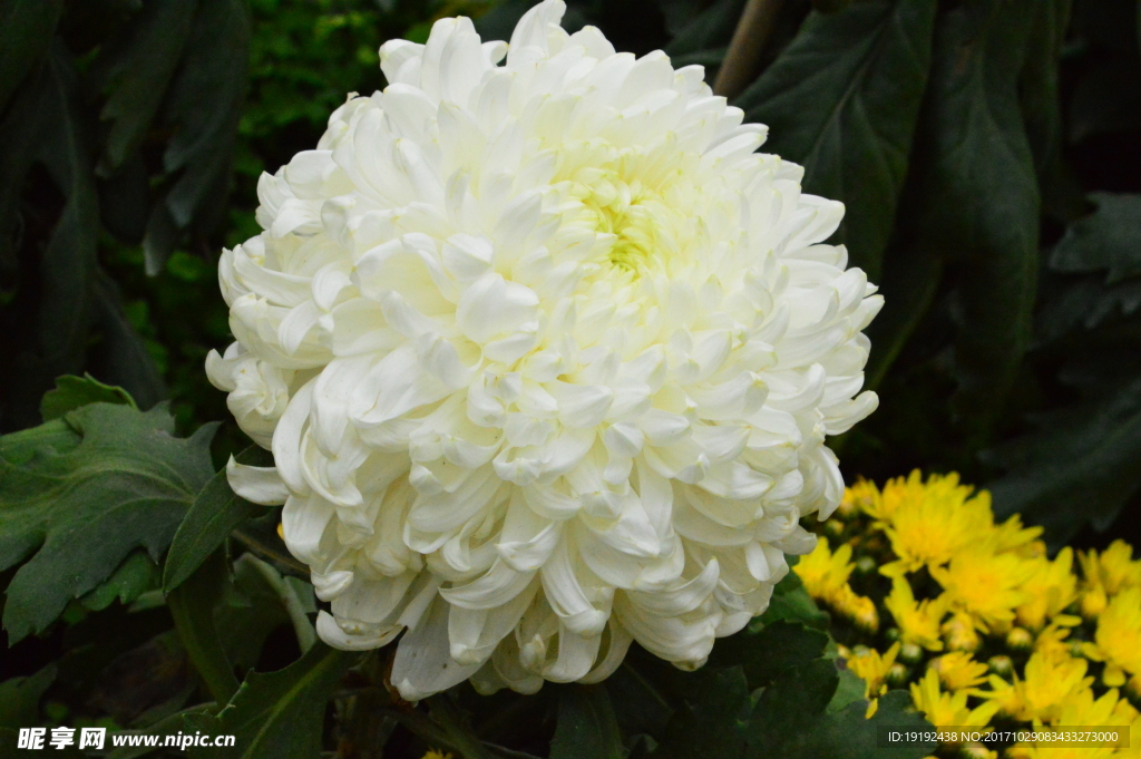菊花