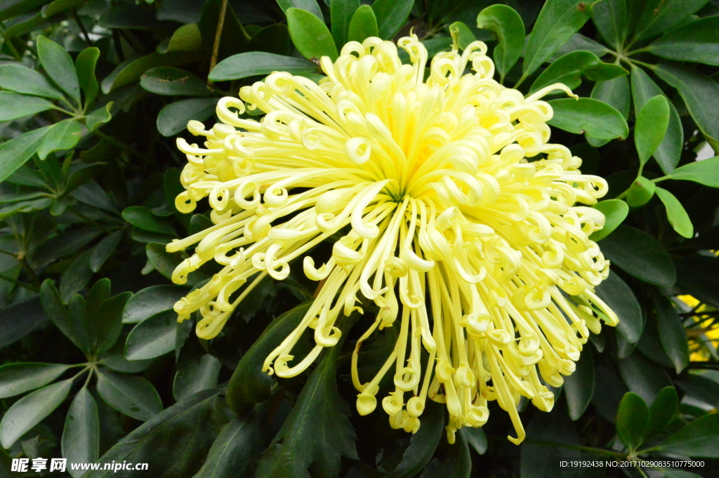 菊花