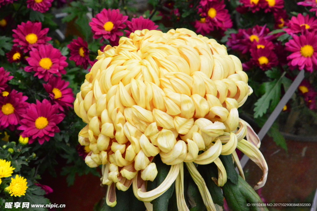 菊花