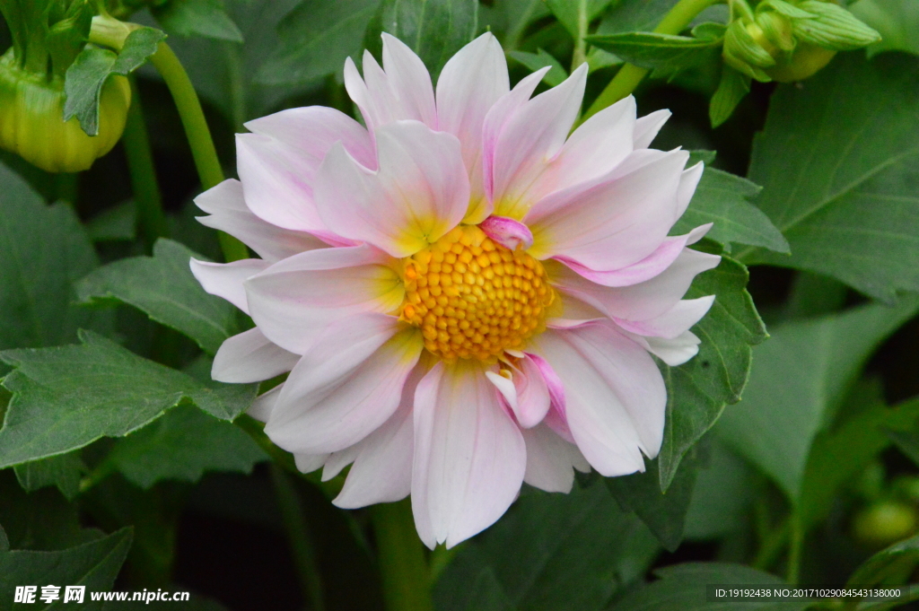 小丽花