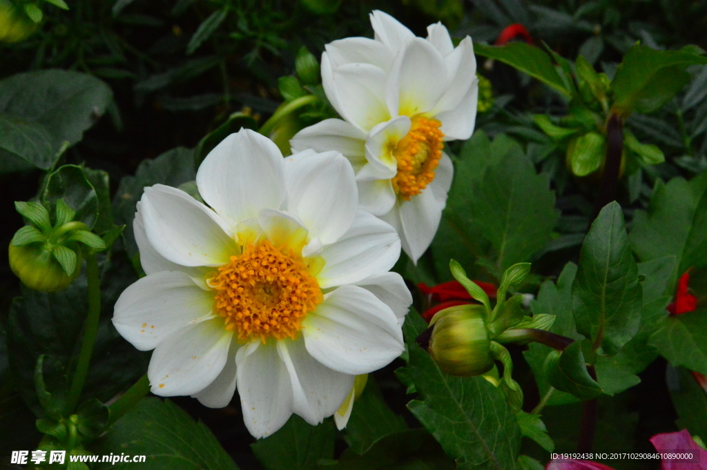 小丽花