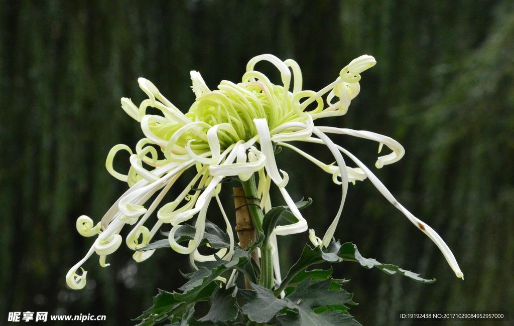 菊花