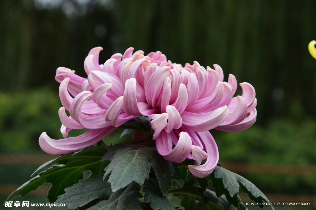菊花