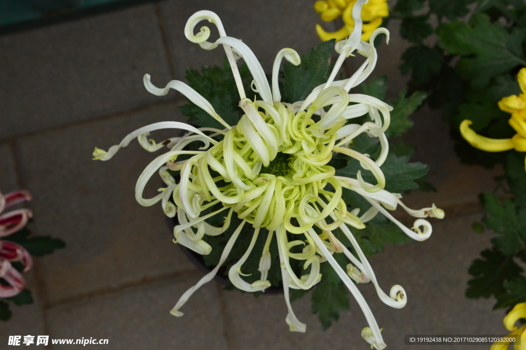 菊花