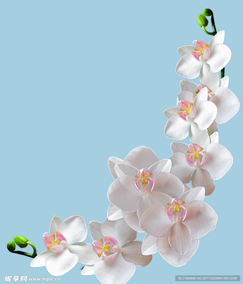 花瓣花边素材