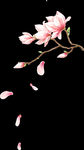 桃花花瓣免抠