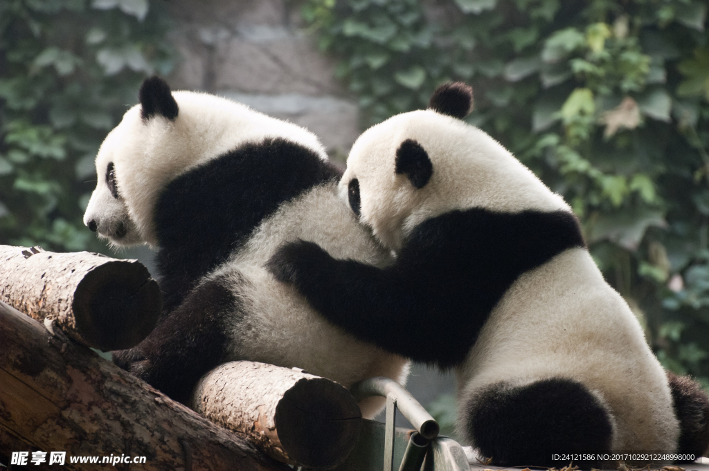 玩耍的两只熊猫