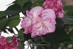 中草药图谱   芙蓉花