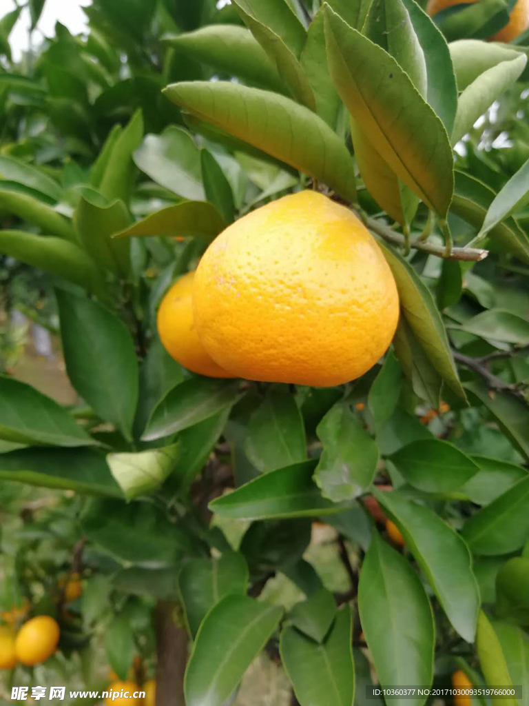 橘子