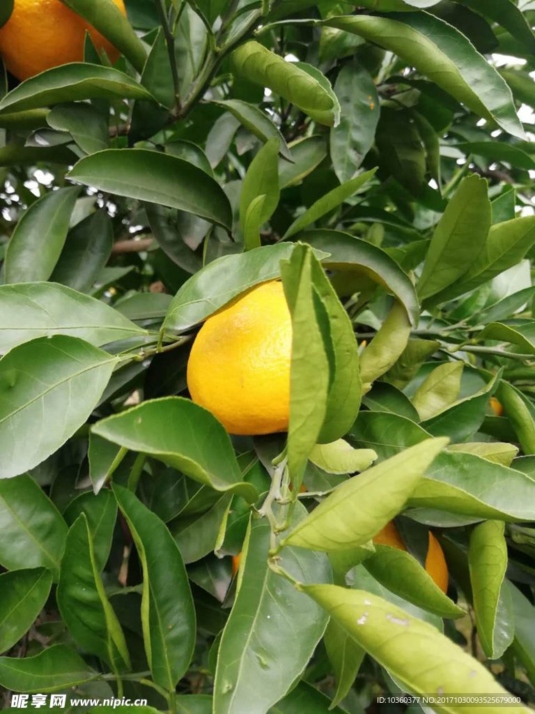 橘子