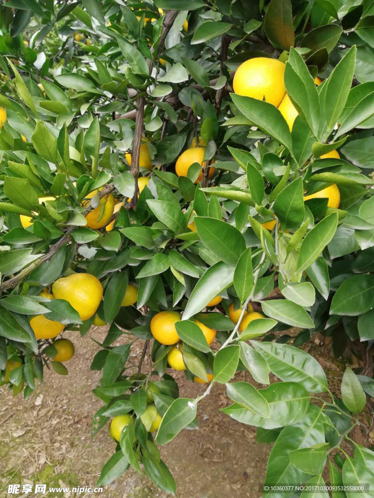 橘子