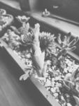 植物