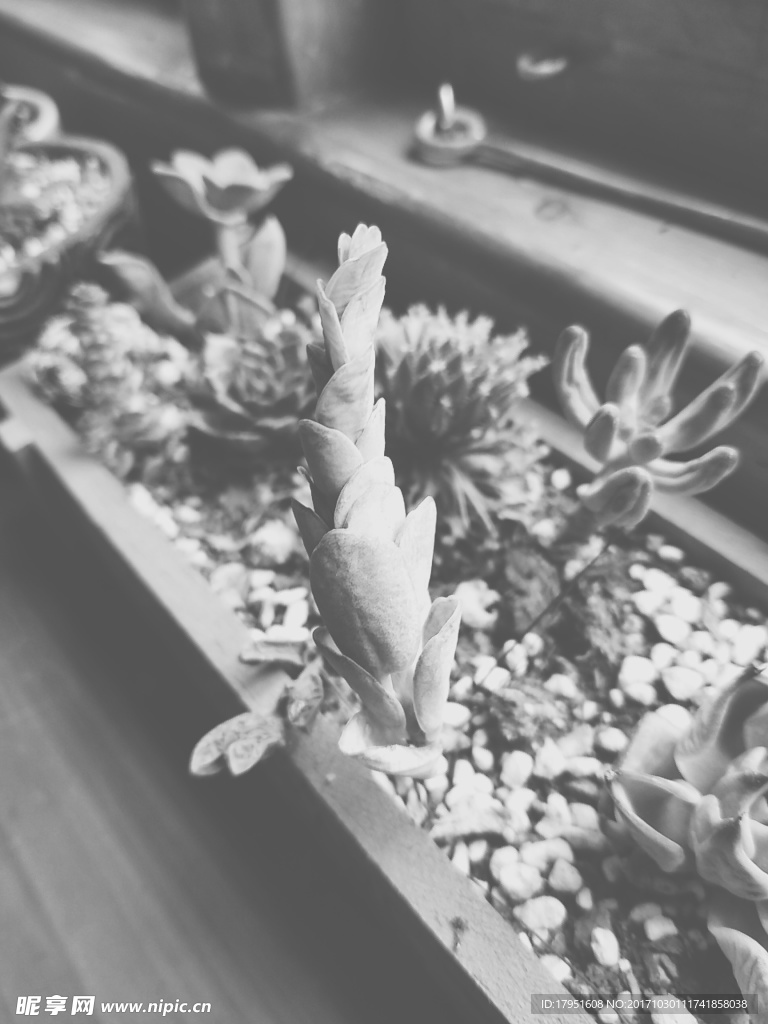 植物