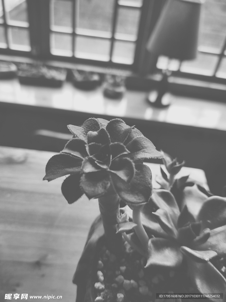 植物