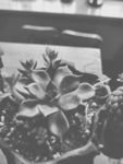 植物