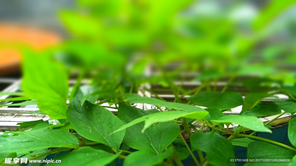 植物