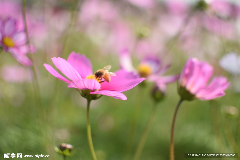 花和蜜蜂