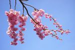浪漫桃花花枝