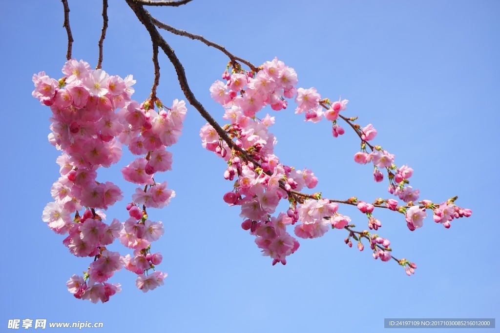 浪漫桃花花枝