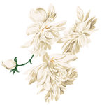 手绘茉莉花PSD分层.psd