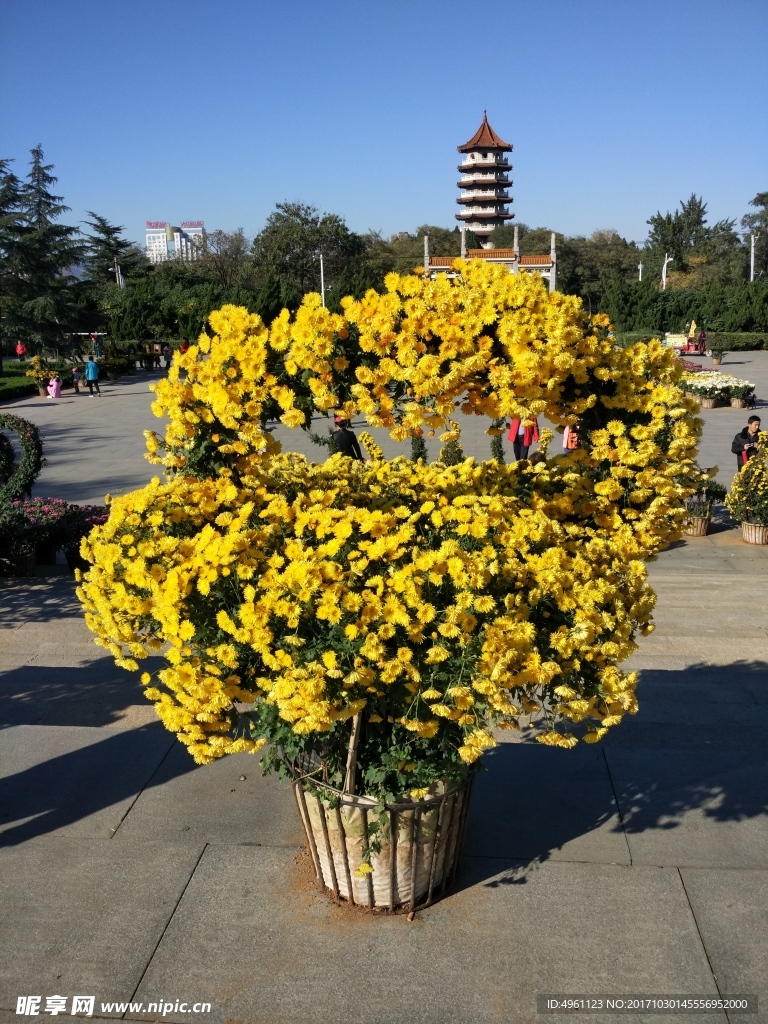 菊花花枝花篮