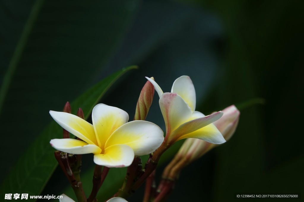 鸡蛋花