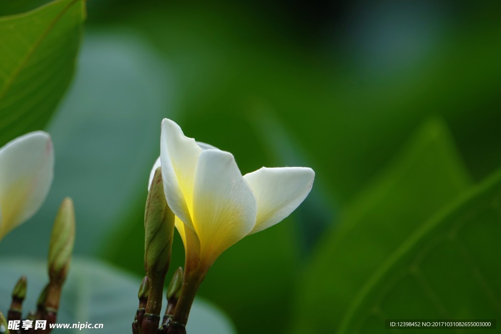 鸡蛋花