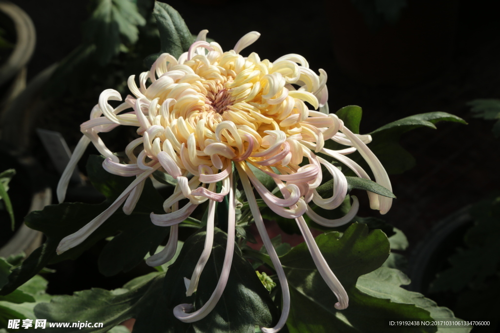 菊花