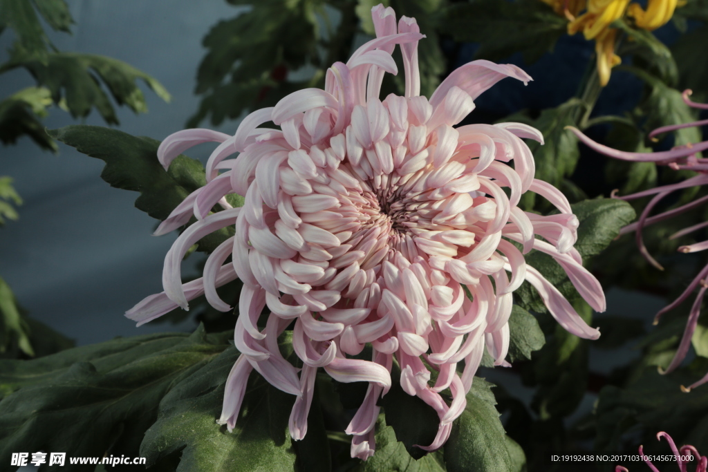 菊花
