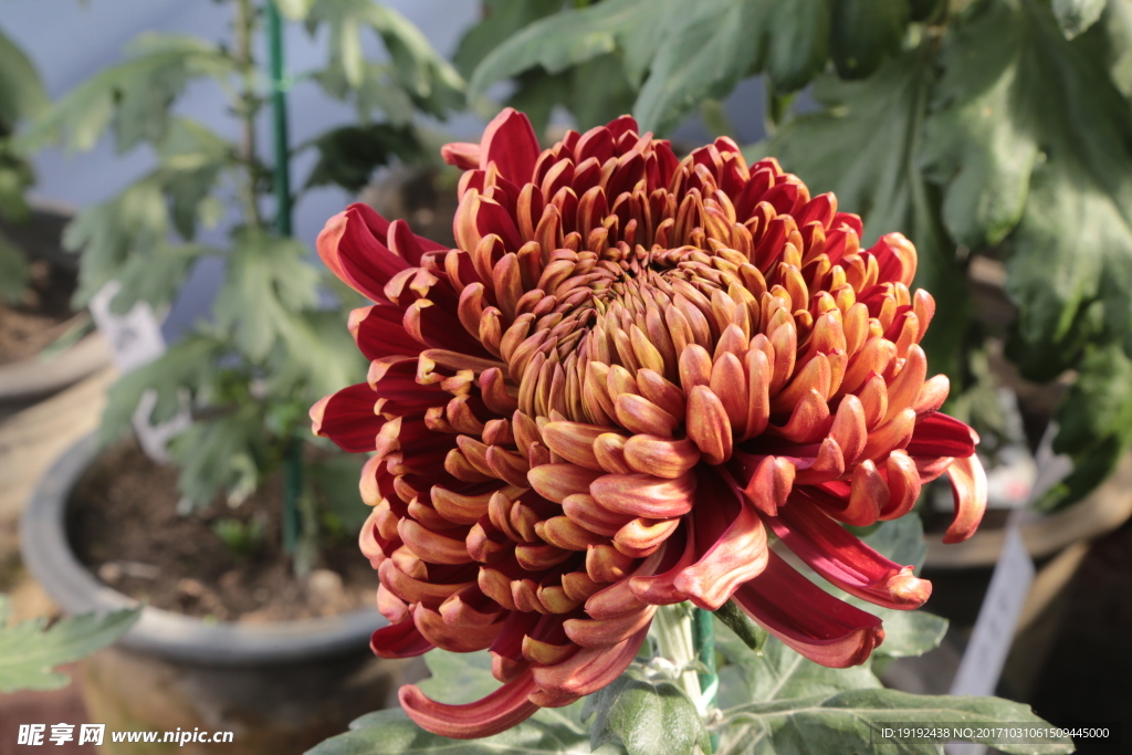 菊花