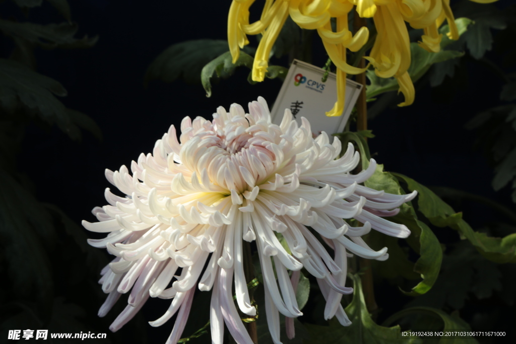 菊花