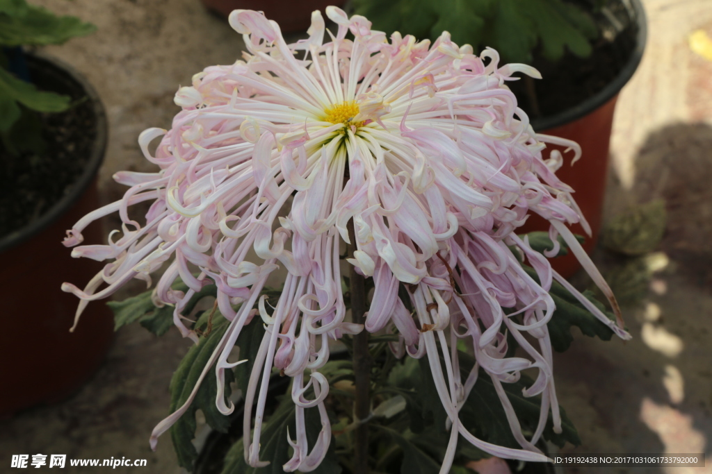 菊花