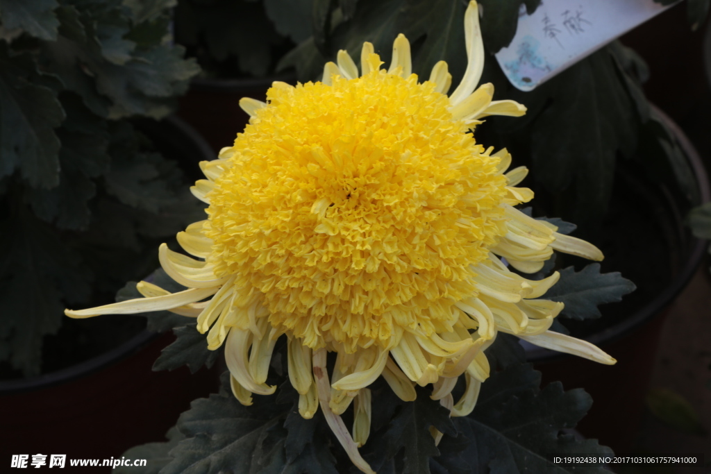 菊花