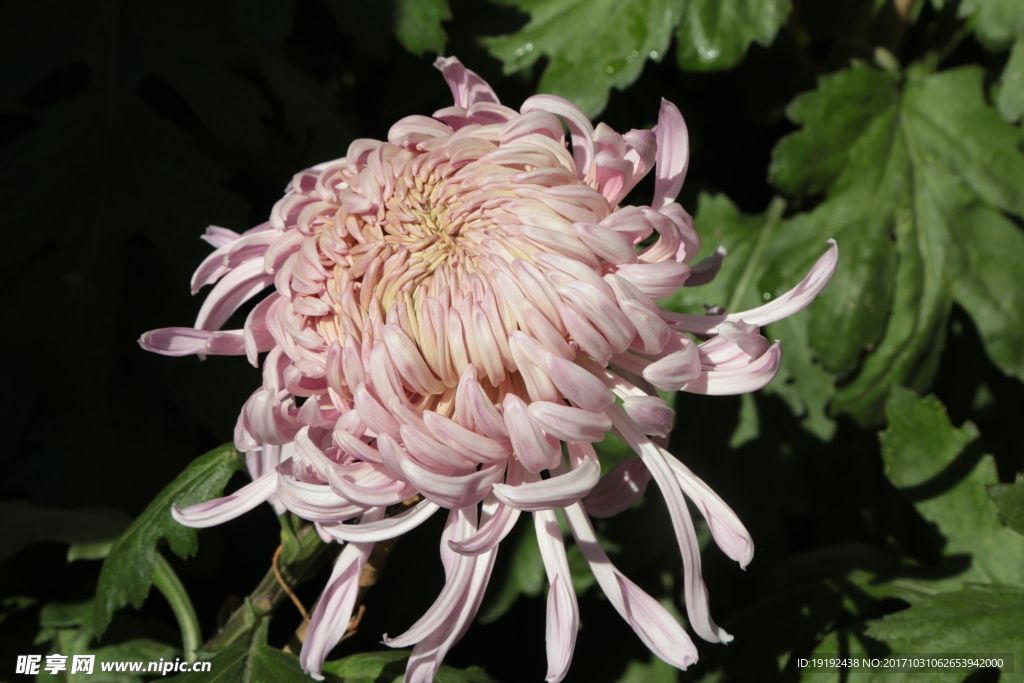 菊花