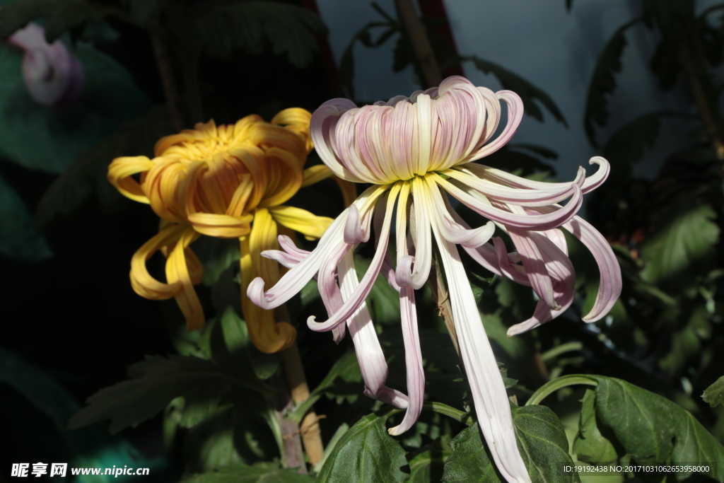 菊花