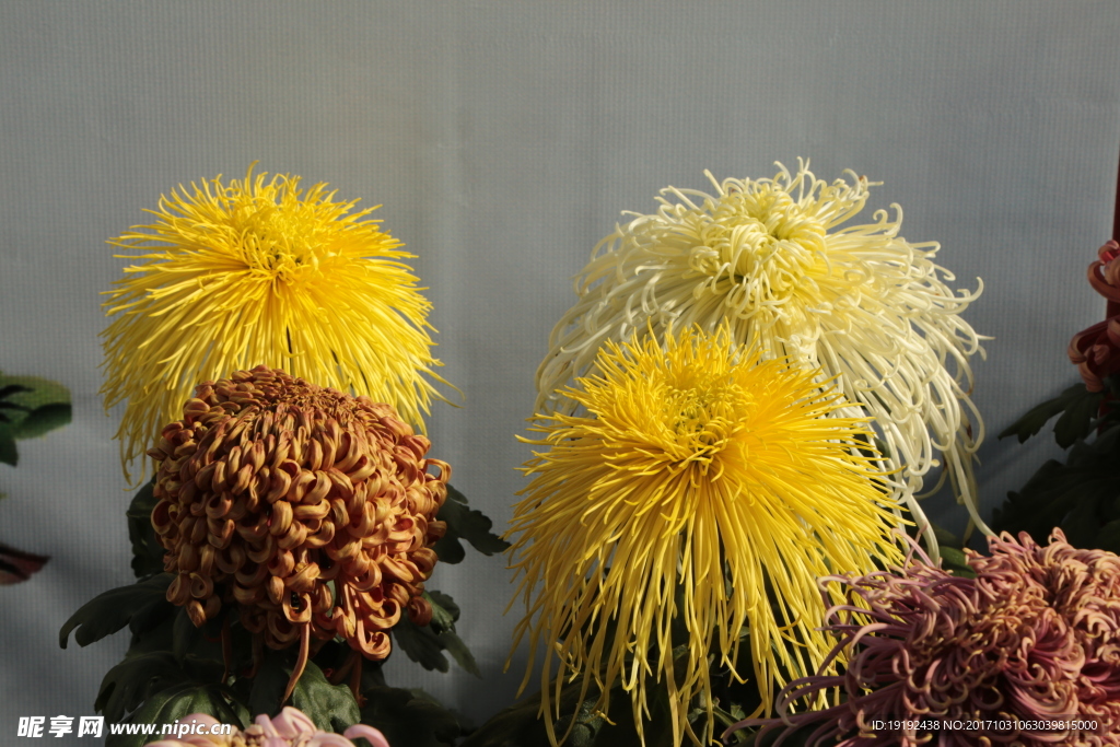 菊花