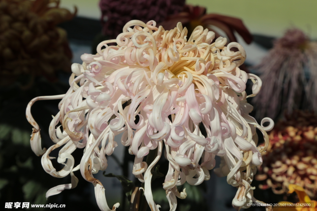 菊花