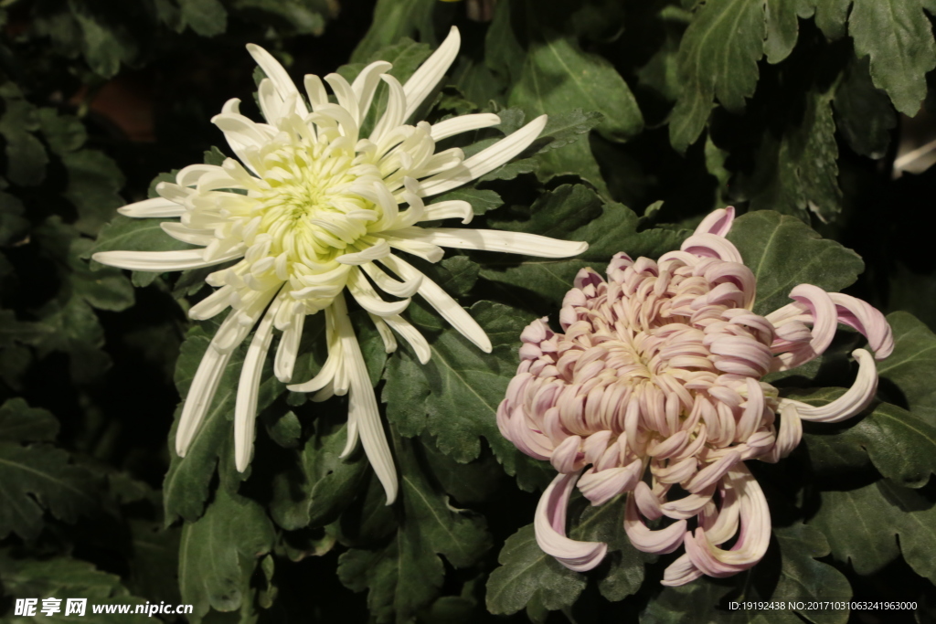 菊花
