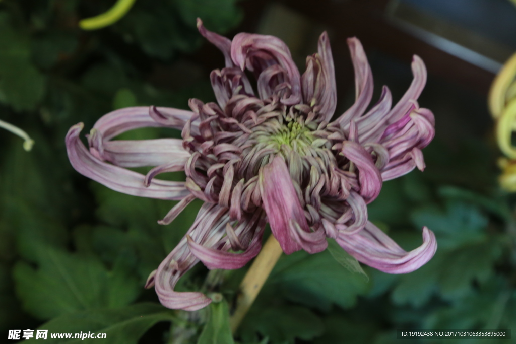 菊花