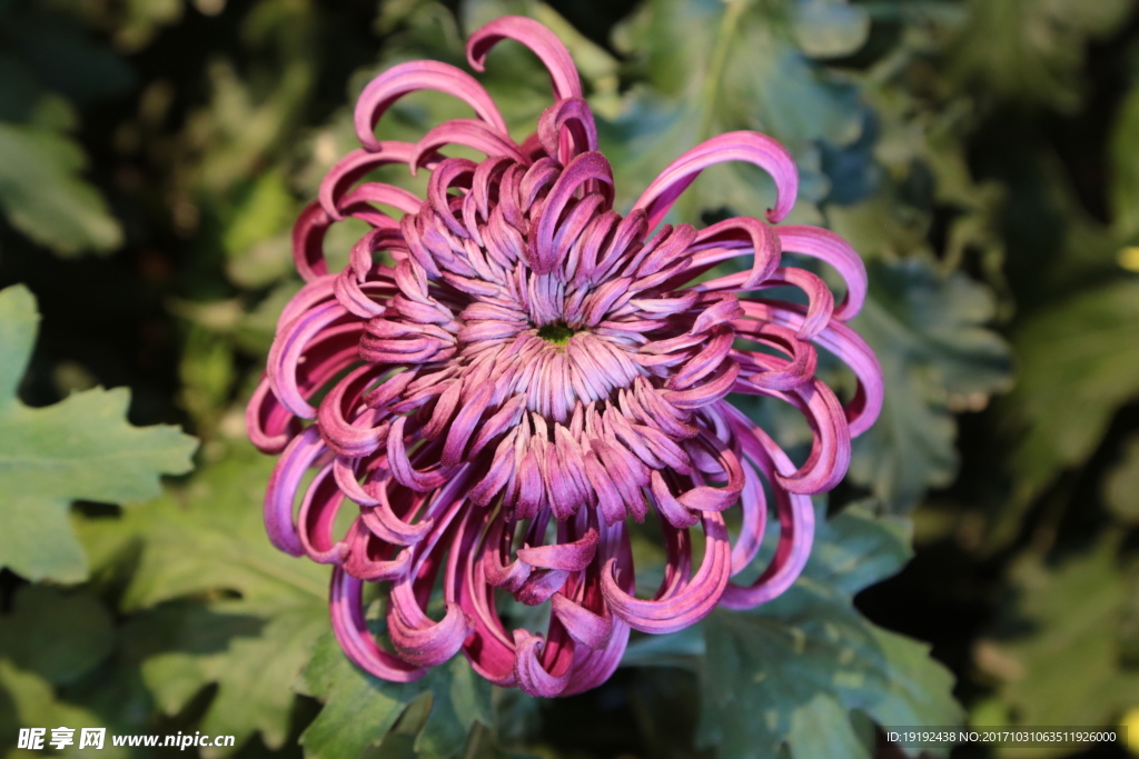 菊花