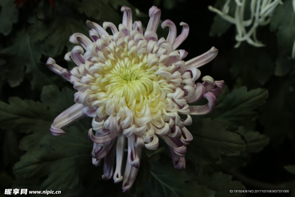 菊花
