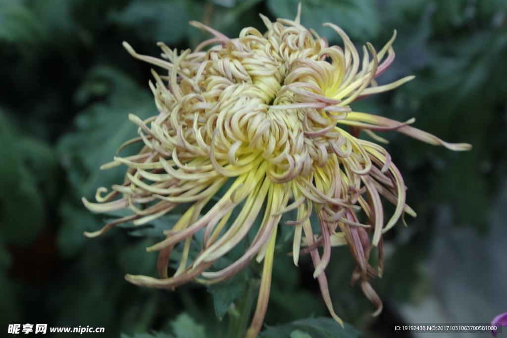 菊花