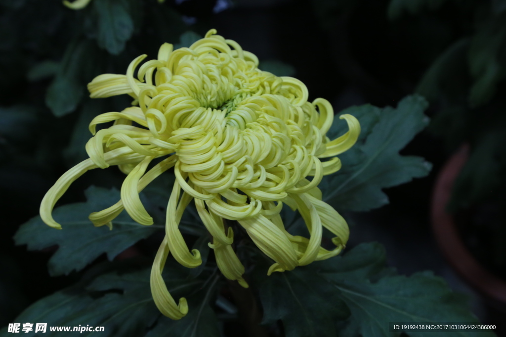 菊花