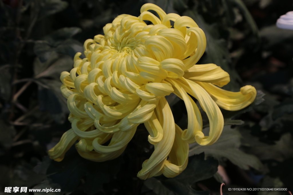 菊花