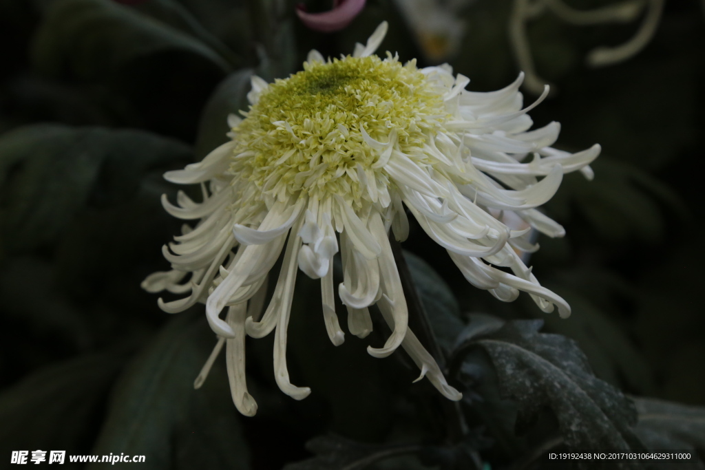 菊花