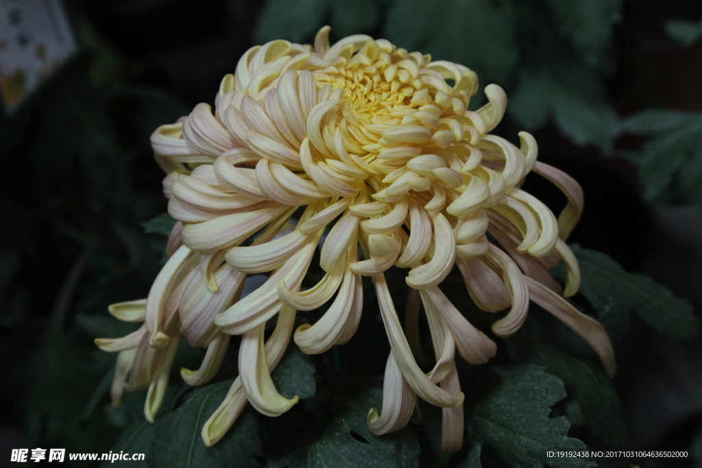 菊花