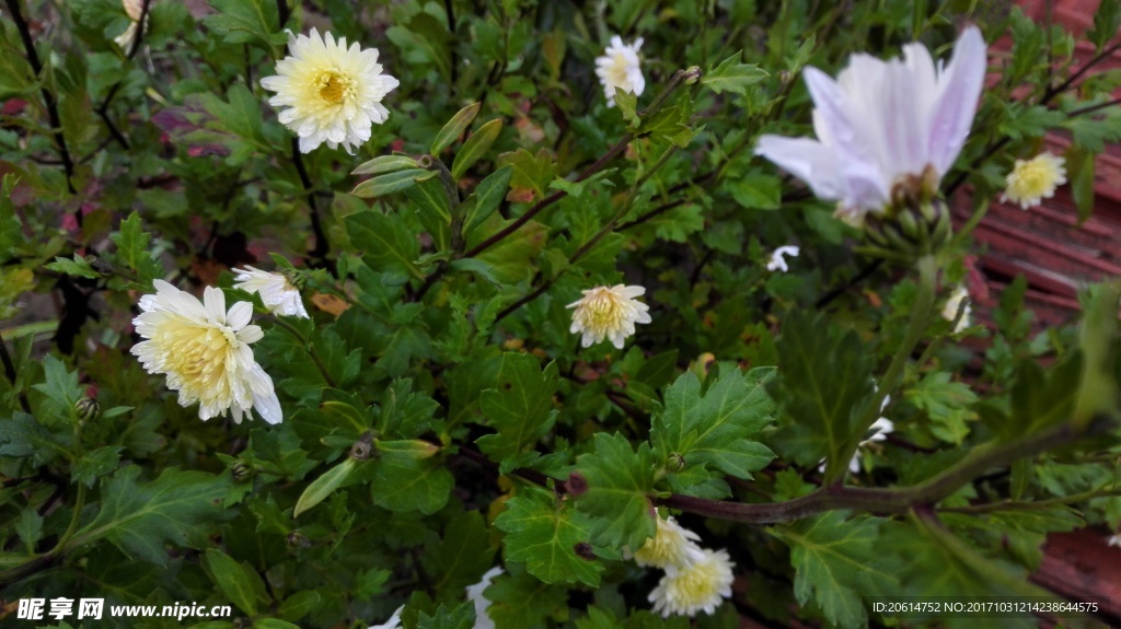 美丽的白色菊花