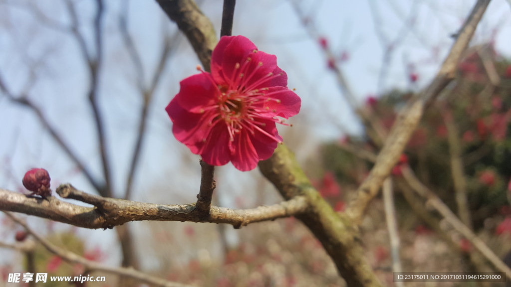 梅花