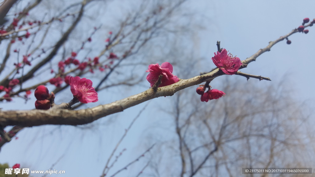 梅花